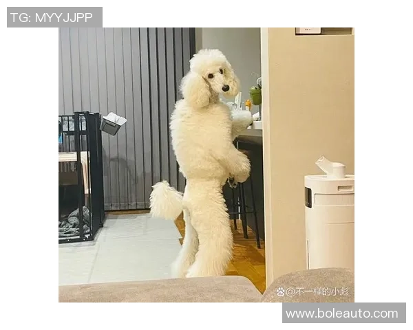 搞笑女球迷与足球明星的奇妙互动趣事大揭秘 搞笑女球迷与足球明星的奇妙互动趣事大揭秘